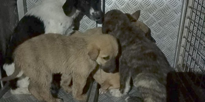 Barınakta yavru köpeklerin kuyruklarının kesilmesine soruşturma