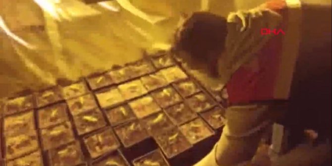 Avcılar'da uyuşturucu serasına dönüştürülen terasa baskın kamerada 