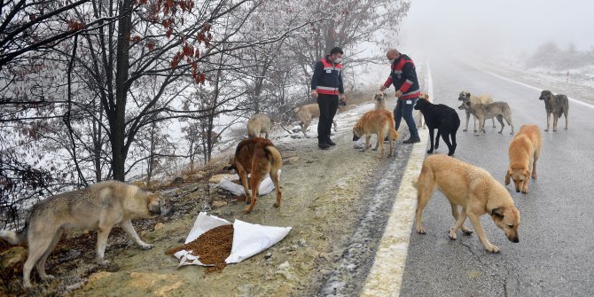 Büyükşehir mama dağıtımını artırdı