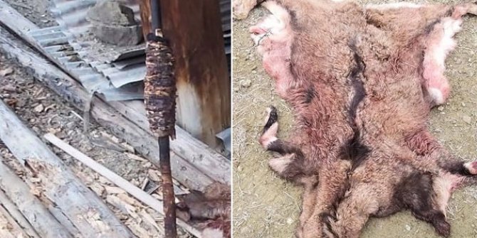 Avladıkları yaban keçisini döner yapıp yerken yakalanan kaçak avcılara 33 bin TL ceza
