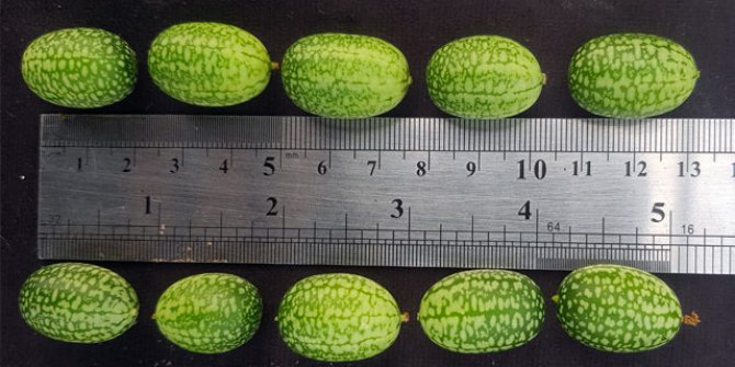 'Baby karpuz' sadece 5 gram