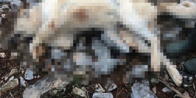 Köpeğini 'fazla ekmek yiyor' diye öldürdü, bin 33 lira ceza kesildi
