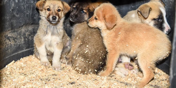 Soğuktan donmak üzere olan yavru köpeklere sahip çıkıldı