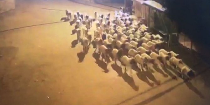 Polis, çalınan koyunları dışkılarını takip ederek buldu