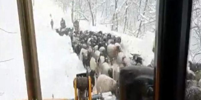 Karda mahsur kalan çobanlar ve bin dolayındaki küçükbaş, kurtarıldı