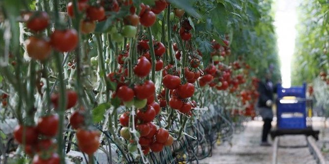 Domates ihracatçısını Rusya'nın kotayı artırması sevindirdi