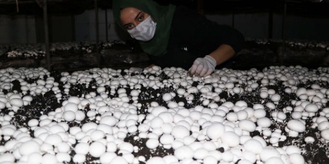 Doğu Anadolu'nun en büyük tesisinde aylık 20 ton mantar üretiyorlar