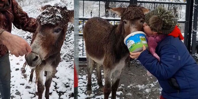 Ağzı çelik tel ile bağlı eşek kurtarıldı