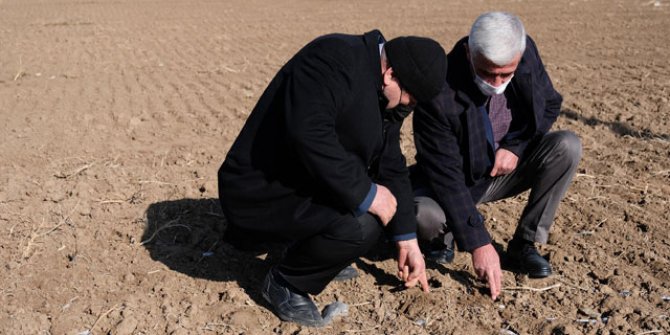 Son yağışlar, Konya Ovası'nda çiftçiye 'can suyu' oldu