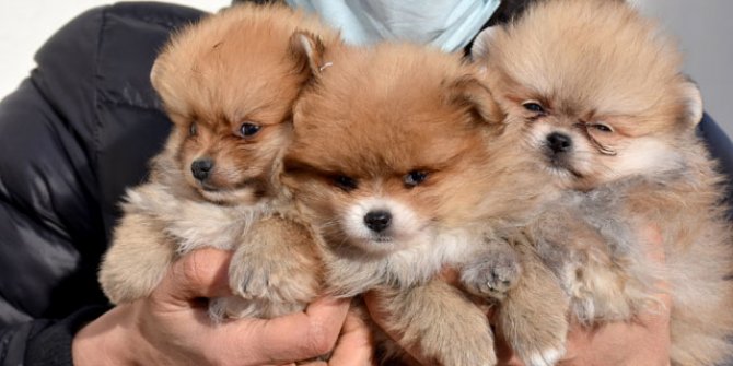 Yavru köpekleri uyuşturup, kaçak olarak Türkiye'ye getirdiler