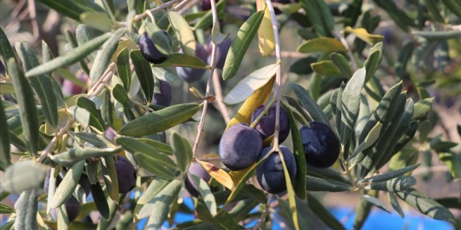 Zeytinin rekoltesi düşük, yağının kalitesi yüksek