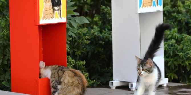 Kedi ve köpekler için mama istasyonları kuruldu