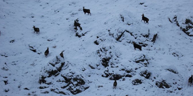 Tunceli'de, koruma altındaki şamualar görüntülendi