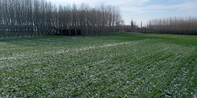 Kar yağışı Trakya çiftçisinin yüzünü güldürdü