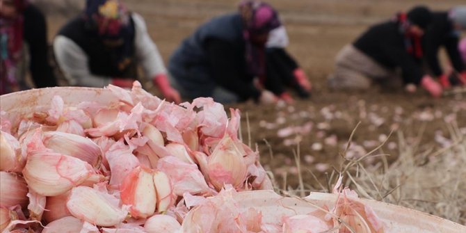 Kastamonu'nun 'beyaz altın'ında ekim dönemi başladı