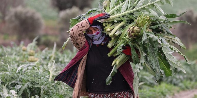 İzmir'de enginar hasadına başlandı