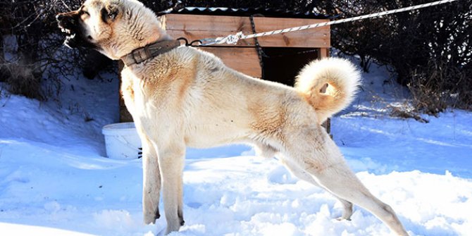 Sürü sahiplerine kurtlara karşı '3 Kangal köpeği' önerisi