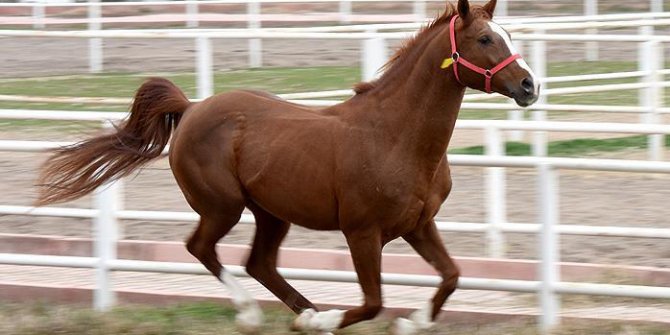 Devletten satılık safkan arap koşu atı