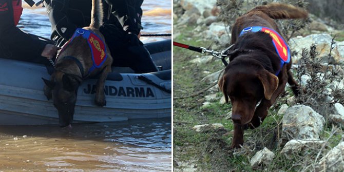 Türkiye'nin ilk suda kadavra arama köpekleri Mavi ve Negro; İki ilki başardı    