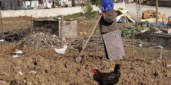 Karadeniz'de 'Drakula' tehlikesi nedeniyle sökülen fındık bahçeleri tarlaya dönüşüyor