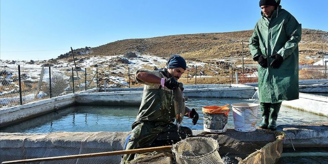 Muş'ta 2 bin 100 rakımlı dağın eteğine kurulan tesiste somon balığı sağımı