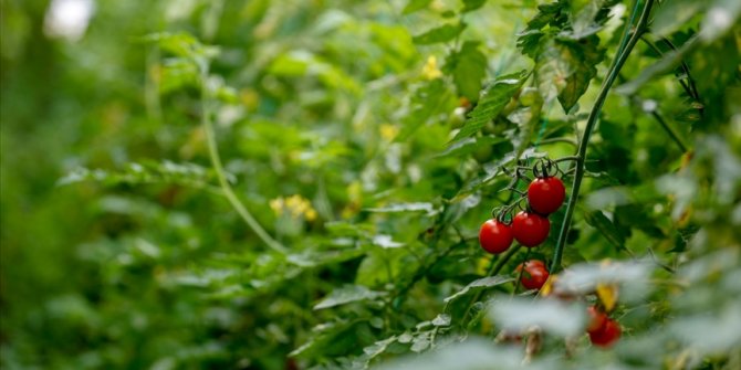 Türk tarımı, yatırımcılar için birçok alanda cazip imkanlar barındırıyor