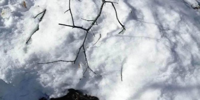 Bitlis'te, teröristlerin kullandığı sığınak tespit edildi