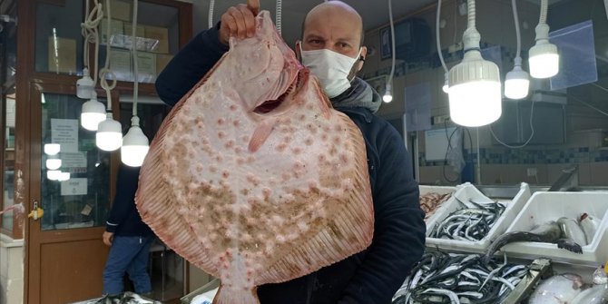 Sinop'ta ağa takılan dev kalkan balığı kilogramı 200 liradan satıldı