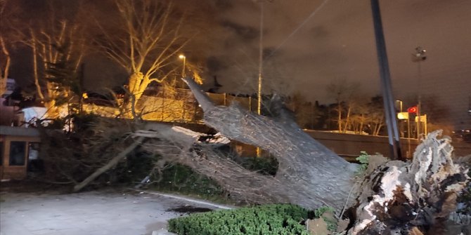 TFF'nin Beylerbeyi Tesisleri'ndeki asırlık çınar ağacı rüzgar nedeniyle devrildi