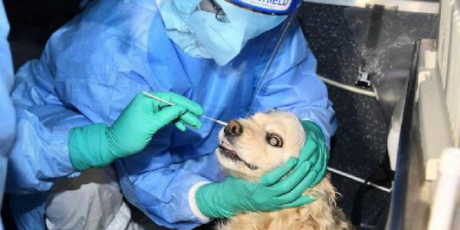 Güney Kore’de evcil kedi ve köpeklere Kovid-19 testi uygulaması başladı