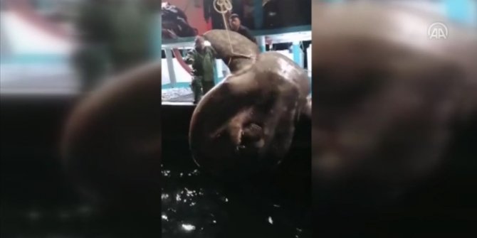 Balıkçıların ağına Akdeniz'de nadir görülen ay balığı takıldı