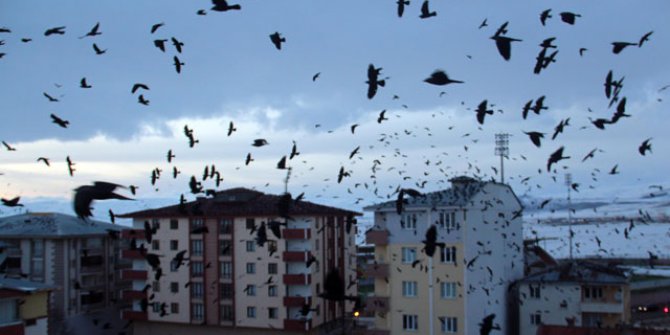 Orman mühendisinden karga istilası yorumu: Kavaklar şehir merkezinden uzak olmalı