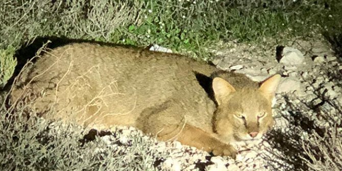 Nesli tükenmekte olan 'Saz Kedisi' Milli Park'ta görüntülendi