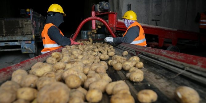 Belediyelerin taleplerini karşılamaya başlayan patates üreticisi sevinçli