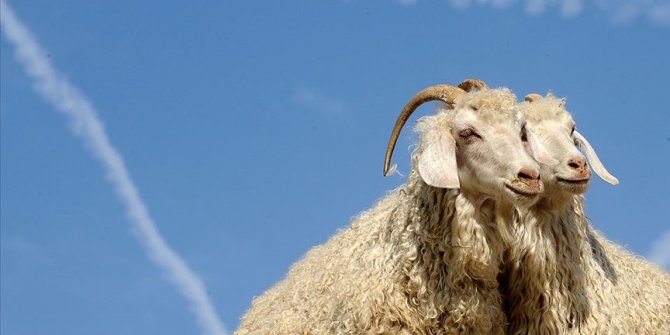 Tiftik alımına bu yıl 'İngiliz modeli' geliyor