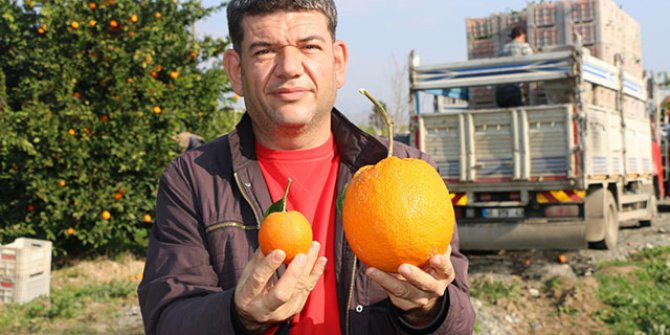 Adana'da 1 kilo 260 gramlık dev portakal görenleri şaşırttı
