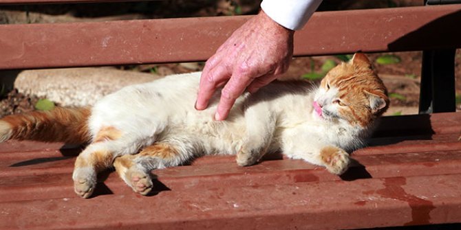 Veteriner Hekim Köse: 'Kedi, köpek tüyü ciğerde kist yapar’ düşüncesi tamamen yanlış