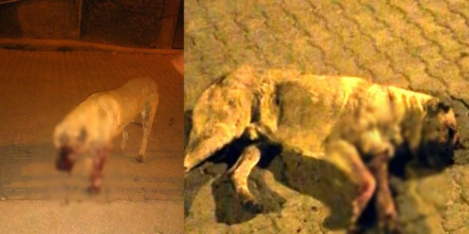 Sokak köpeğinin gözlerini oyup sopayla öldüresiye dövdüler