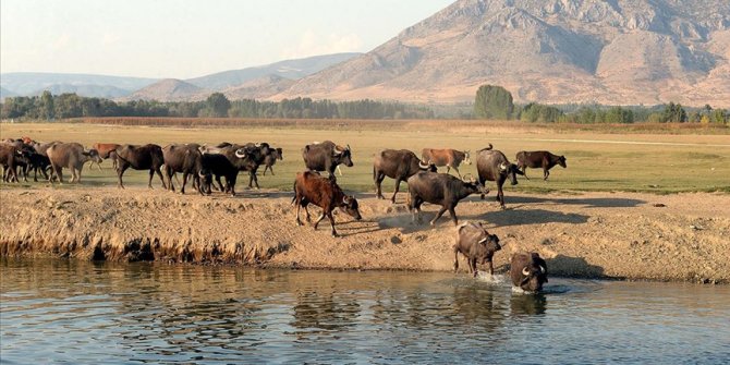 Damızlık manda düvesi yetiştiricilerine yüzde 50 hibe desteği sağlanacak