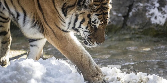 Aslan Park'taki kaplanlar ilk defa karla buluştu