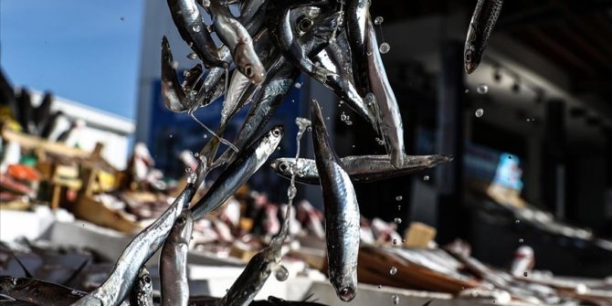 Güney Marmara'da soğuk ve karlı havalar balık tezgahlarını şenlendirecek