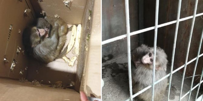 Ülkeye kaçak sokulmak istenen 4 örümcek maymunu, korumaya alındı