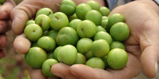Sezonun ilk erik hasadı yapıldı; kilosu 500 TL’den satıldı