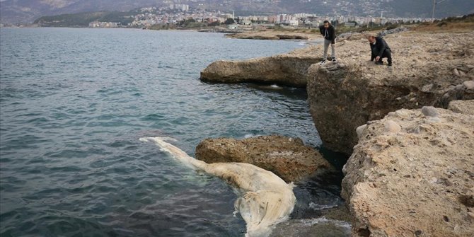 İskenderun Körfezi'nde görülen 12 metre uzunluğundaki ölü balina yavrusu kıyıya vurdu