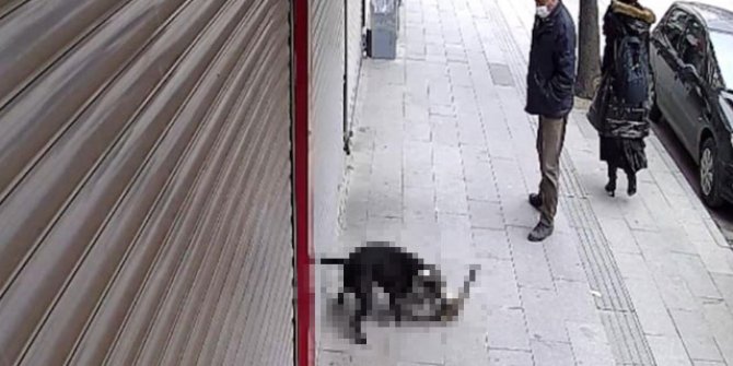 Hatay'da 'pitbull' dehşeti