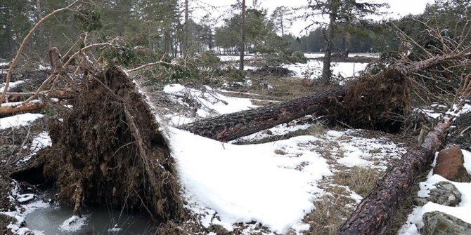 Bolu'da fırtına nedeniyle onlarca çam ağacı devrildi