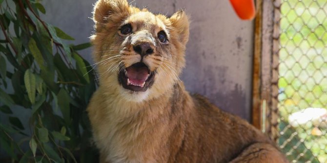 Tasmasından kurtarılan 'Eva', doğal yaşam parkındaki aslan sürüsüne katılacağı günü bekliyor