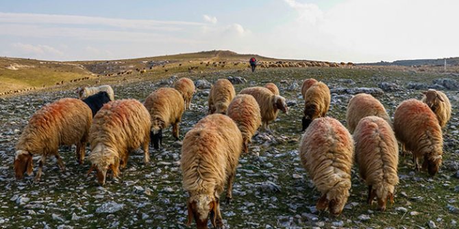 Mardin'de son 20 yılın en kurak dönemi yaşanıyor