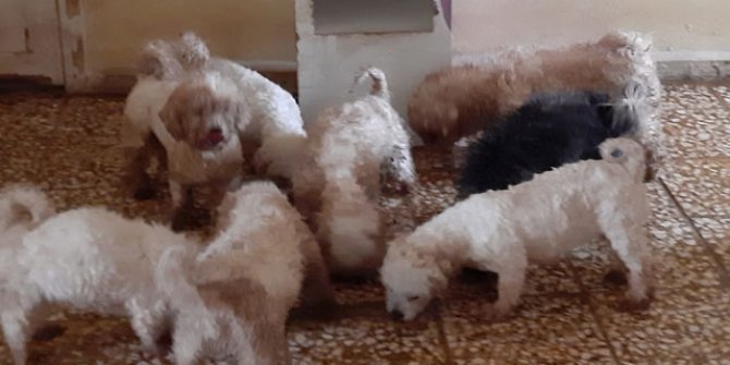 Çiftliğe köpek baskını; 'Maltese Terrier’ cinsi 23 köpek ele geçirildi