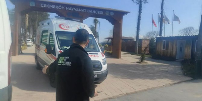 İstanbul'da hayvanat bahçesinde silahlı kavga: 2 ölü